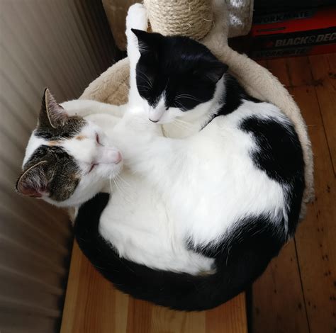 A Two Headed Cat Circle Rcatcircles