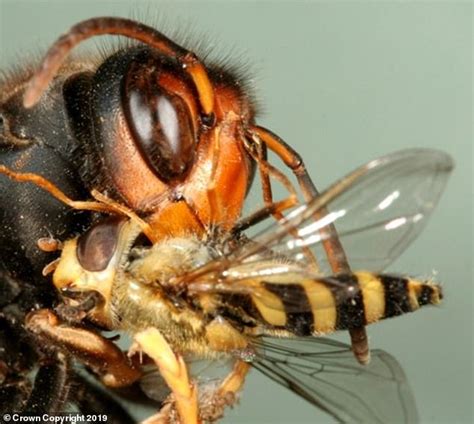 Britain Braces For Invasion Of Deadly Asian Hornets That Can Kill With Just One Sting Express