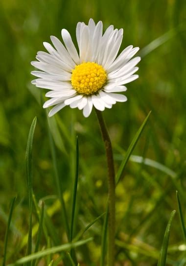Top 10 Facts About Daisies