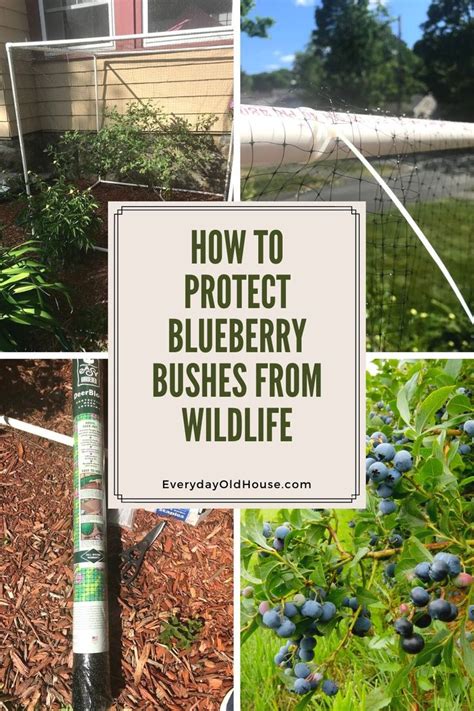 How To Build A Simple Diy Blueberry Bush Cage Blueberry Bushes