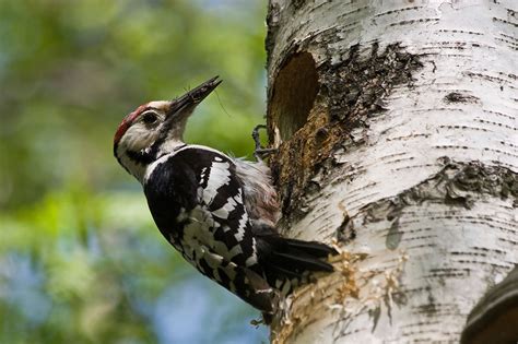 Why Do Woodpeckers Peck Wood Catseye Pest Control