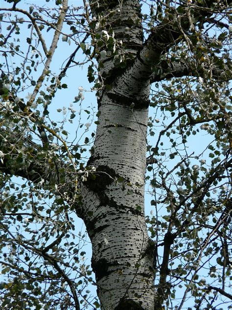 Tribe Bark Populus Alba Tree Poplar White Poplar Grazing