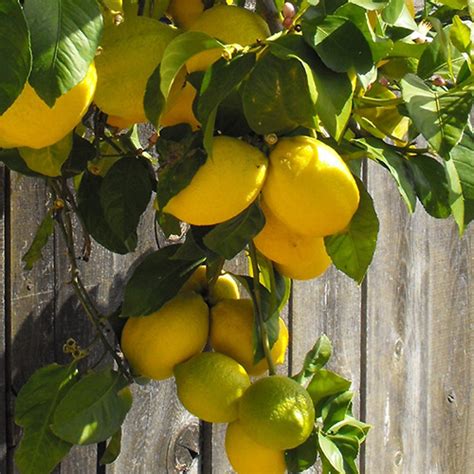 1 2 Year Old Eureka Lemon Tree Lemoncitrustree Since 2004
