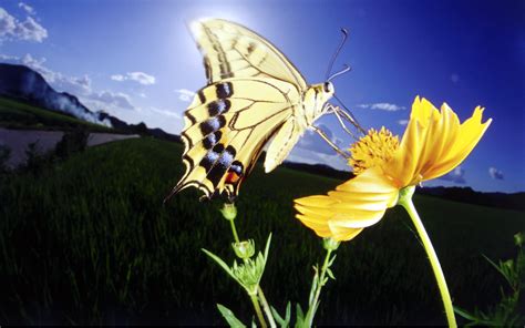 Beautiful Butterflies Butterflies Wallpaper 9480883 Fanpop