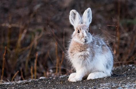 10 Fun Facts About Snowshoe Hares
