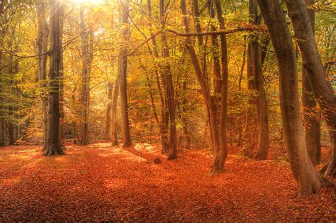 Vibrant Autumn Fall Forest Landscape Image Photograph By Matthew Gibson