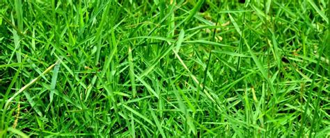Crabgrass Quackgrass Or Regular Grass Heres How To Tell Whats On