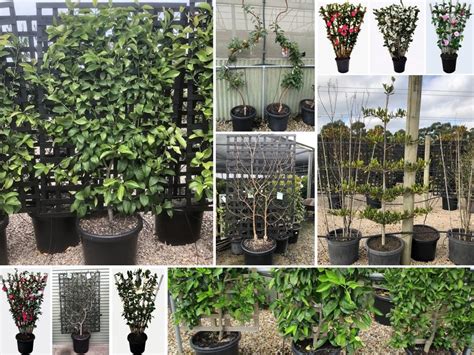 Espalier Plants Aandj Garden Nursery