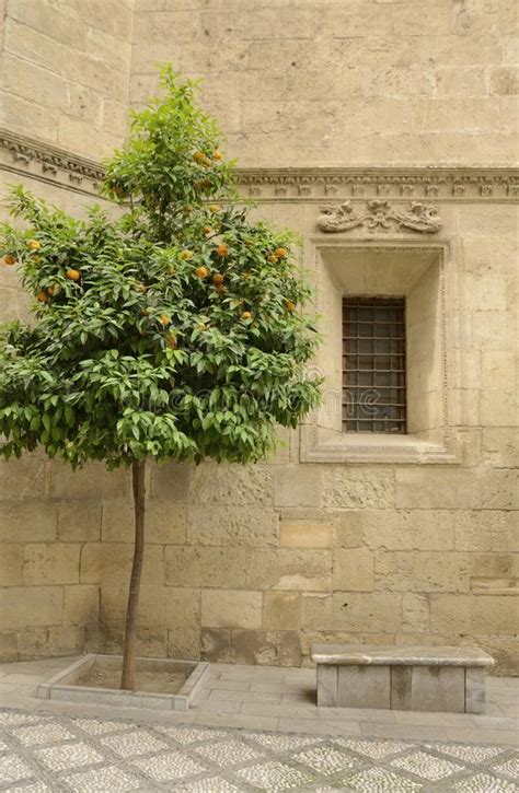 Pot And Orange Tree Stock Photo Image Of Orange Spanish