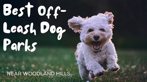 Fido Unchained Best Off Leash Dog Parks Near Woodland Hills