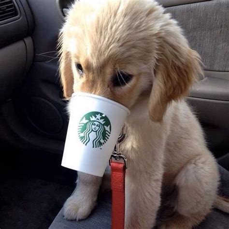Starbucks Cute Dogs Cute Dogs And Puppies Cute Animals