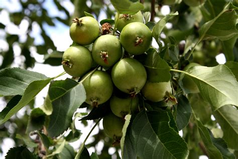 Tiny Green Apples On Tree Picture Free Photograph