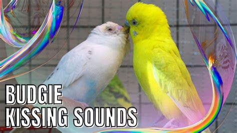 Budgie Kissing Sounds Birdsounds Parrot Budgies Parakeet Chirping
