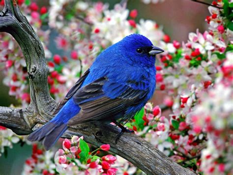 Blue Bird Wallpapers Wallpaper Cave