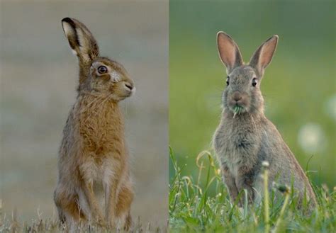 Hare Or Rabbit Nearbywild