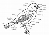 Ornithology - Science Olympiad Student Center Wiki