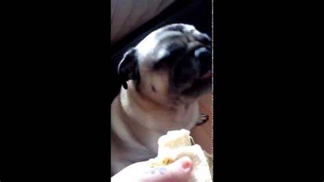 Pug Eating A Banana Tucker The Pug Youtube