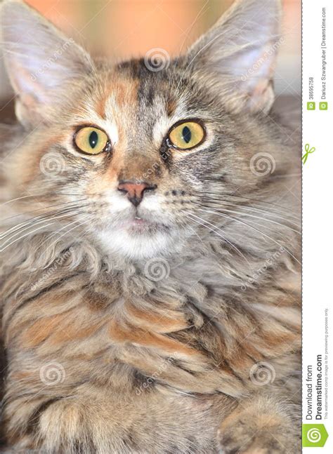 Beautiful Young Maine Coon Cat Stock Photo Image Of Long