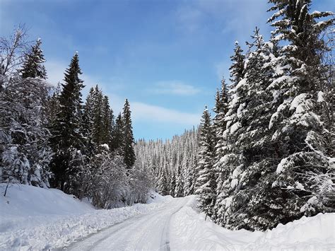 Free Images Landscape Tree Forest Snow Road