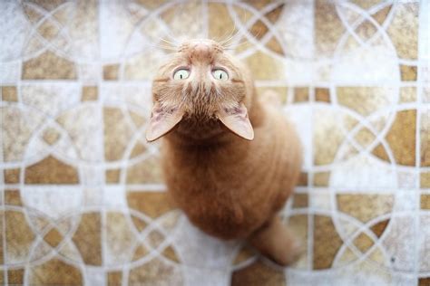Domestic Cat Photograph By Akimasa Harada Fine Art America