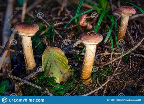 Armillaria Ostoyae Dark Common Honey Fungus Mushroom In Colourful