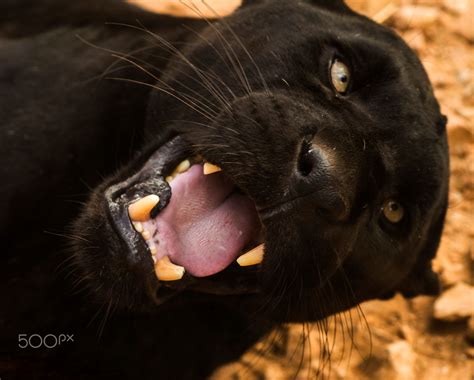 Playful Panther - A playful female black panther got close enough for me to get this shot. She ...