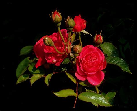 Fonds Decran Roses Fleurs Télécharger Photo