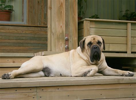 Mastiff Rasseportrait im Hunde Magazin | ZooRoyal Magazin