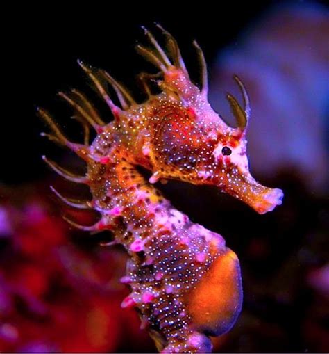 Pin By Princess Grimes On Life Under The Sea Colorful Seahorse