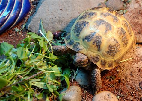 Tortaddiction Finally Some Yummy Weeds To Feed The Tortoises