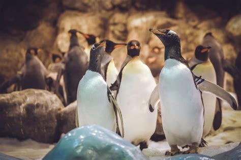 Woman Taking Selfie Gets Photobombed By Penguins Having Sex