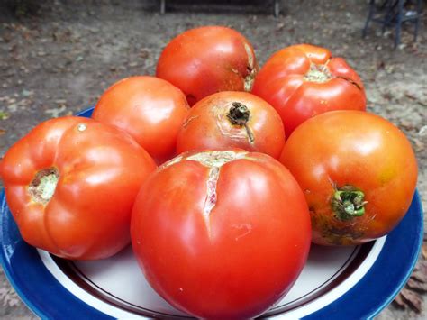 Homestead 24 Tomato, 0.16 g : Southern Exposure Seed Exchange, Saving ...