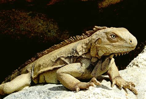Iguana Specialist Group Iguanas Are Among The Worlds Most Endangered