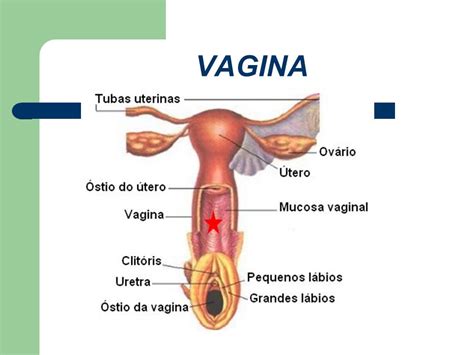 JORNAL R 7ª APARELHO REPRODUTOR FEMININO ANATOMIA E FISIOLOGIA DO