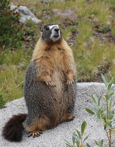 The Yellow Bellied Marmot Danger Ranger Bear