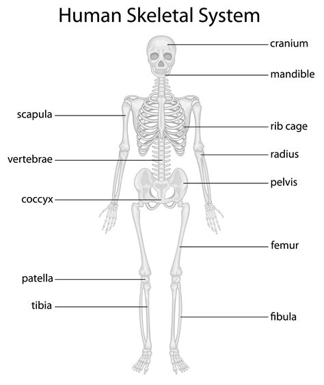From this activity, the students will learn about the major. Skeletal system - Download Free Vectors, Clipart Graphics ...