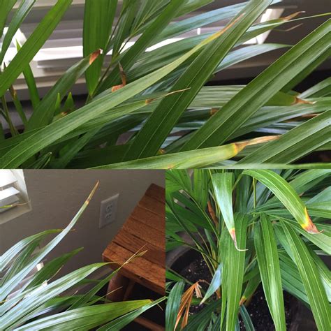 Mealybugs leave black spots on the stem and tiny bits of white fluff. Areca palm, brown tips- does it mean too little water ...
