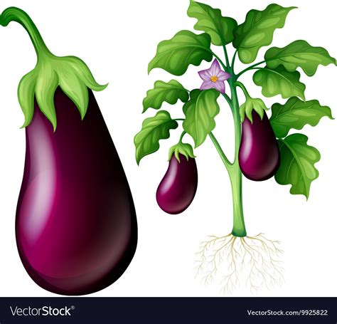 Eggplant Tree With Leaves And Roots Royalty Free Vector