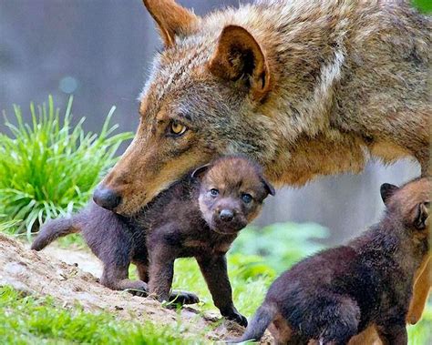 In Bocca Al Lupo Cuccioli Di Animale Spirito Animale Cuccioli Di Lupo