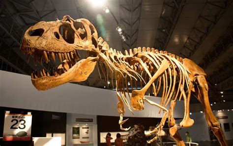 All There Is To Know About The First Dinosaur Fossil