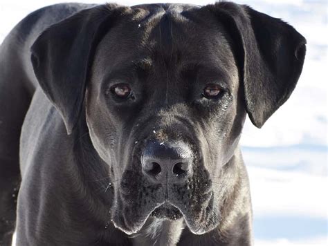 All About Dog Breeds Cane Corso My Doggy Thing