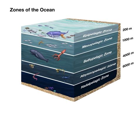 Zones Of The Ocean Poster Print By Spencer Suttonscience Source