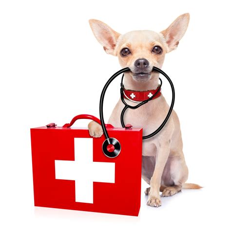 How To Make Your Own Pet First Aid Kit East Sacramento Veterinary