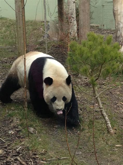 Stunning Giant Panda At Edinburgh Zoo