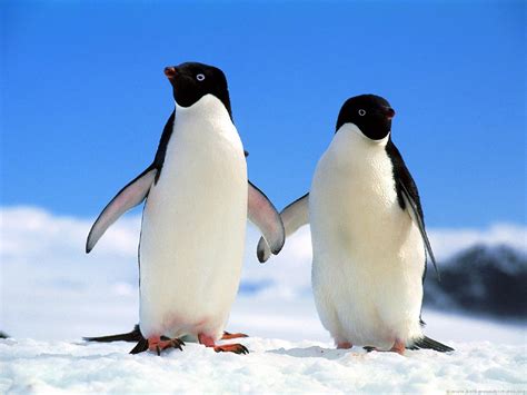 Penguin Images Wallpics Net