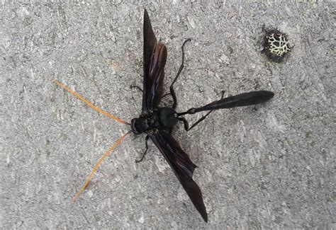 Ichneumon Is Therion Morio Whats That Bug