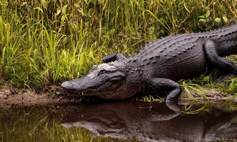 Why Lake Jesup Is One Of Floridas Most Alligator Infested Lakes A Z