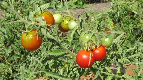 Determinate Vs Indeterminate Tomato Varieties What Grows There