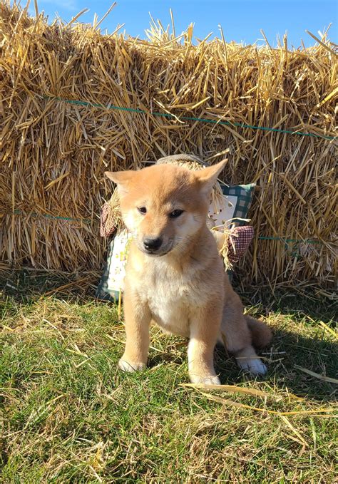 Sophie Akc Shiba Inu Female Pupster For Sale Near Geneva Indiana