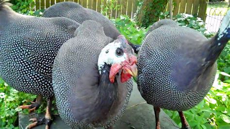 Chester County Farm Animals Turkey 2